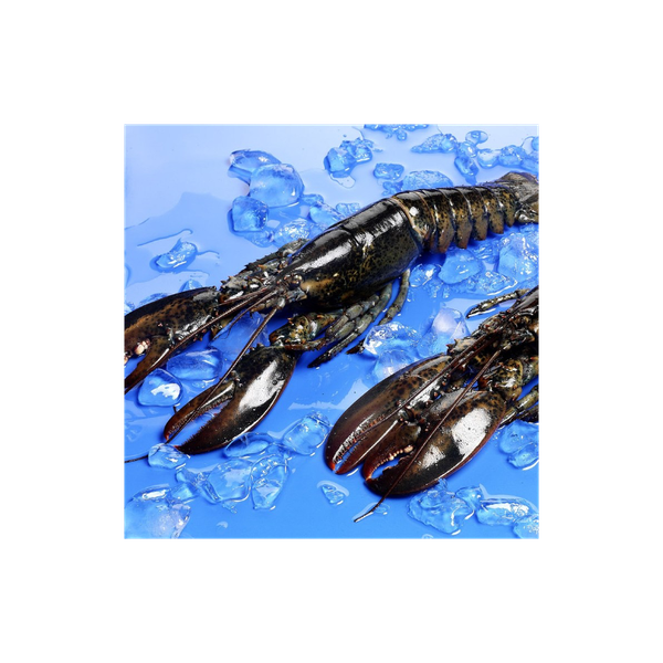 Lobster from 스페인 supplied by Martinez de Quel SL - Whole 신선 랍스터