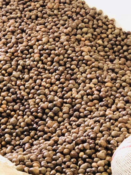 Whole Nutmeg from 스리랑카 supplied by Ganam Distributors (Pvt) Ltd. - Dark Brown 통육두구