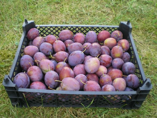 plum from 폴란드 supplied by Cooperative Ogrodnicza Grójec - Conventional 신선 자두