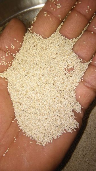 Poppy seeds from India supplied by Jatin Enterprises - Tinopal Poppy Seed