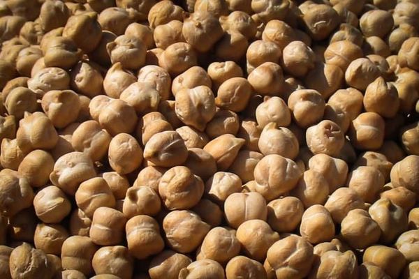 Chickpeas from 캐나다 supplied by Mehsom Corp - Kabuli 말린 병아리콩