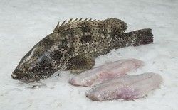 Fresh Grouper from Sri Lanka supplied by Ocean Fresh Ltd. - Red Grouper (= Epinephelus morio) Frozen Grouper