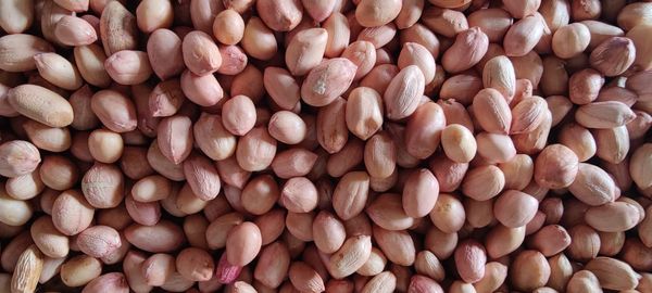 peanut from 인도 supplied by Bharati international - Vacuum Bags (25 kg) 땅콩 알맹이