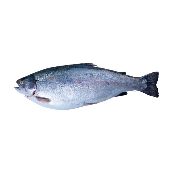 Black Salmon from 튀르키예 supplied by Group Sagun - Gutted (=Drawn) 연어
