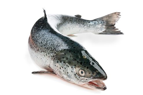 Frozen Salmon from 중국 supplied by 7 Seas Foods Int - Boneless (=Without Bone=Deboned) 연어