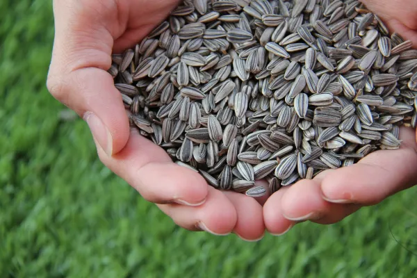 Sunflower Seed from Paraguay supplied by SYNGENTA PARAGUAY S.A. - For Seed Sunflower Seed