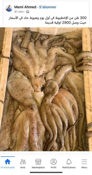 Octopus from Mauritania supplied by El veth pour la peche et le commerce - > 3000g Frozen Octopus