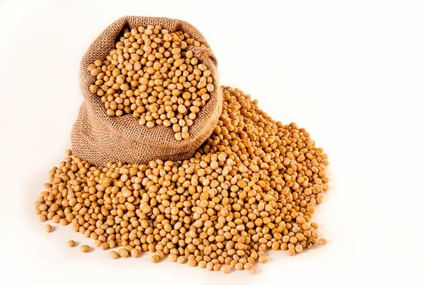 Soybean from 벨기에 supplied by DANIS Group - For Feed 대두