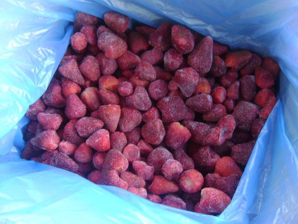 strawberry from 이집트 supplied by Foodex Economical Group - Fresh (=Chilled) 신선 딸기