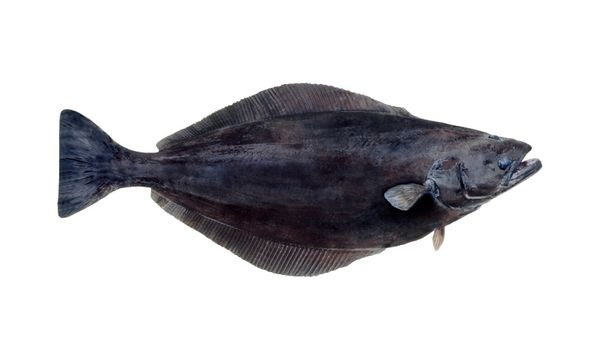 Greenland Halibut from 노르웨이 supplied by Perseyfish - With Bone 냉동 준치