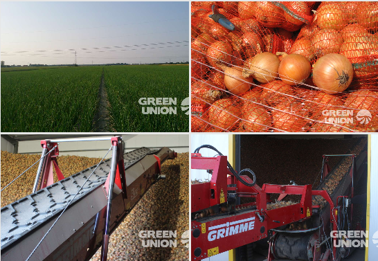 Onion from Poland supplied by Grupa Producentów Warzyw Green Union Sp. Z o.o. - As per customer's request Fresh Onion