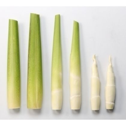Fresh wild bamboo shoots from 대만 supplied by Taiwan Xinyi Ao Agricultural Products Co., Ltd. - Fresh (=Chilled) 죽순