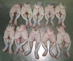 Frozen Squid from 베트남 supplied by Viet Nam Seaproducts Joint Stock Company (SEAPRODEX) - Frozen - IQF 냉동 오징어