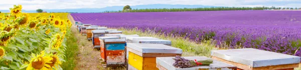 honey from 미국 supplied by Melford Olson Honey Inc. - Fresh 꿀
