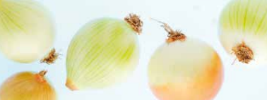Pearl Onion from Belgium supplied by PASFROST - White Pearl Onion