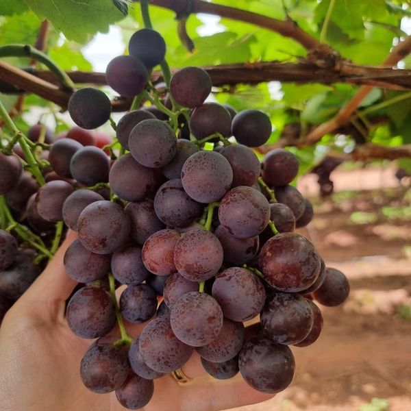 Grape from South Africa supplied by Fresh Gold SA Exports - Seedless Fresh Grape