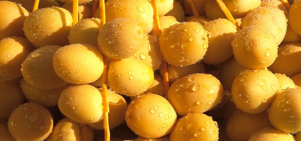 High quality Egypt organic Barhi dates for wholesale from 이집트 supplied by Egypt Garden - As per customer's request 기타 과일 가공품