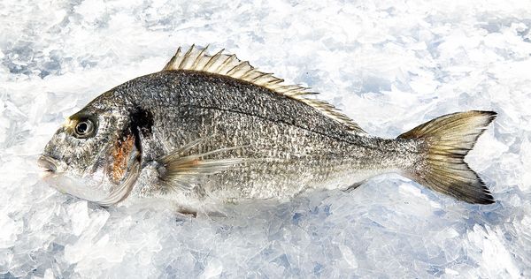 Sea Bream from 튀르키예 supplied by Noordzee - Western Atlantic Seabream (=Archosargus rhomboidalis) 냉동 도미
