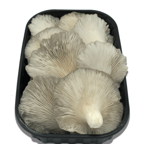 Fresh White Mushroom from Spain supplied by Los Petos - White Fresh White Mushroom