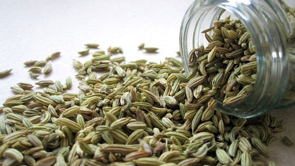 Fennel from India supplied by WholeSeedFarm - Unspecified Fennel Seed