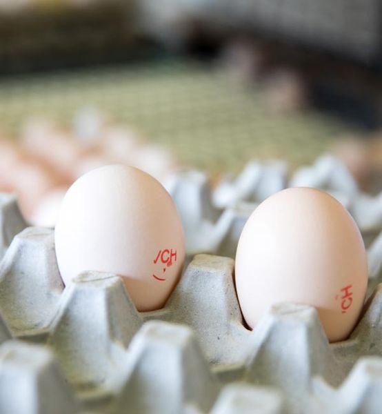 Eggs from Australia supplied by Turosi - In Shell Chicken Egg