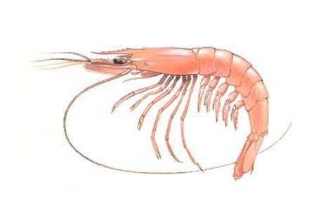 Shrimp from 그리스 supplied by MEDITERRANEAN FISH CO., LTD. A. KARABOURNIOTIS & CO. OE - Shell On (=Unpeeled) 신선 새우