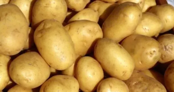 Irish Potato from 탄자니아 supplied by Crop Bioscience Solutions Ltd - Irish Varieties 신선 일반 감자