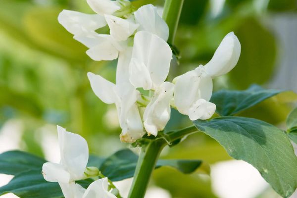 Broad Bean from 독일 supplied by SAATZUCHT STEINACH GmbH & Co KG - Fresh (=Chilled) 말린 브로드빈