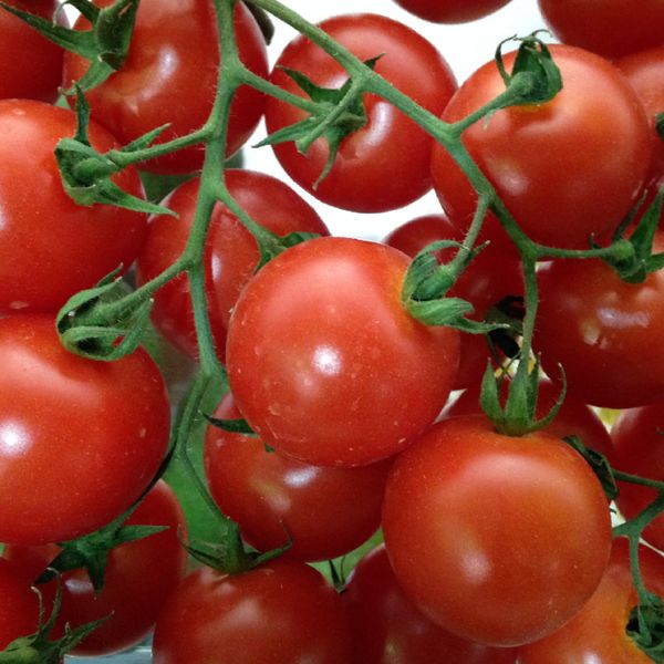 Cherry Tomato from Morocco supplied by FRESH CITRUS EXPORT - Red Fresh Tomato