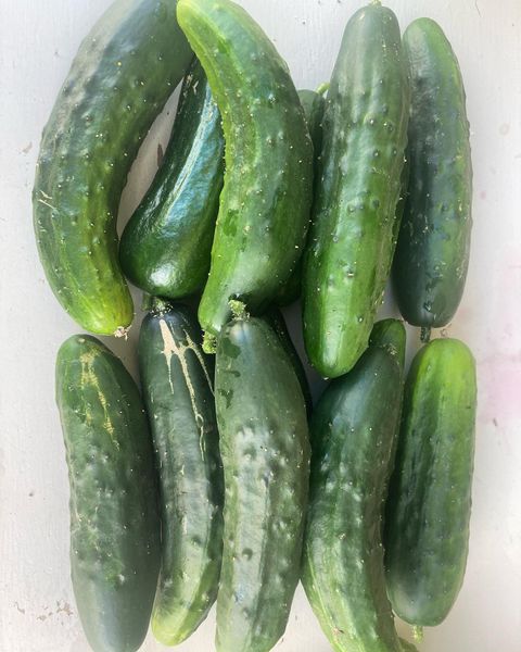 Cucumber from New Zealand supplied by Puramahoi Fields Limited - Green Fresh Cucumber