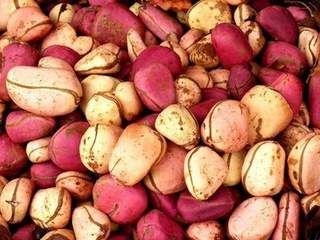 kola nuts from 나이지리아 supplied by GLITZ NAIJA FOODS EXPORT - Shelled (=Kernel) 콜라너트