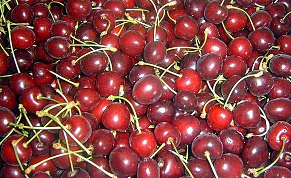 Cherry from 폴란드 supplied by Ph Elfruit - Red 신선 체리