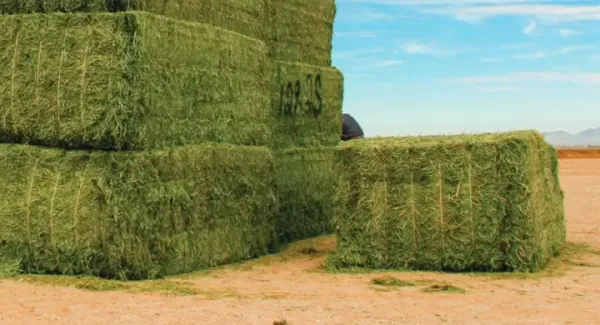 Suncured Alfalfa from 호주 supplied by Aldahra Glenvar Hay - Alfalfa Hay 건초