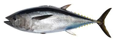 Southern Bluefin Tuna from Australia supplied by Sekol Farmed Tuna Pty Ltd - Bluefin group - Southern Bluefin Tuna (=Thunnus maccoyii) Tuna
