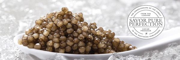 Fresh Caviar from Uruguay supplied by Esturiones del Rio Negro S.A. - Osetra - Russian Sturgeon (=Acipenser Gueldenstaedtii) Caviar