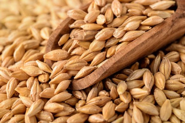 Barley from 미국 supplied by JGL Commodities US Ltd. - For Food 보리