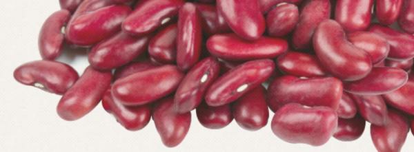 Red Kidney Beans from United States supplied by Chippewa Valley Bean Company - Fresh Dried Kidney Bean