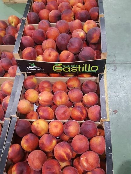 Fresh Peach from Spain supplied by Fruticola Castillo - Redwing Fresh Peach