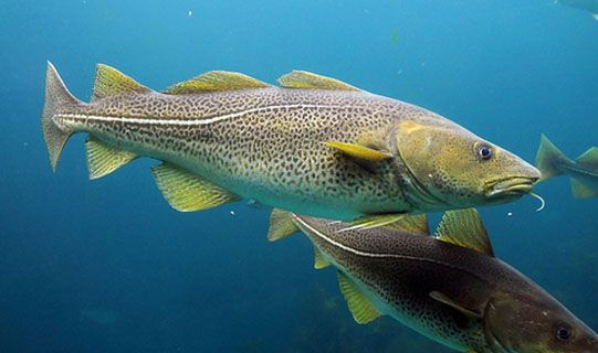 Salted Cod from Norway supplied by Maredeus AS - Atlantic Cod (=Gadus morhua) Frozen Cod