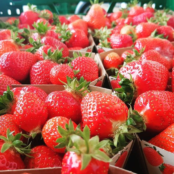 Fresh Strawberry from Germany supplied by Spargelhof GmbH & Co. KG - Red Fresh Strawberry