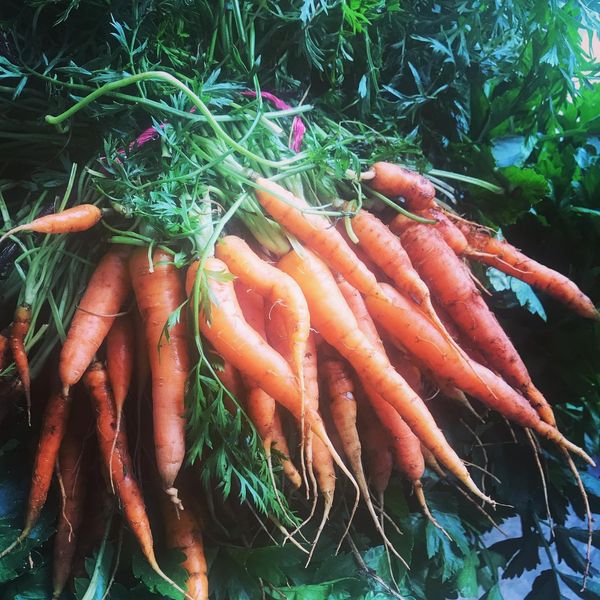 Carrots from Morocco supplied by Frêlug - Orange Fresh Carrot