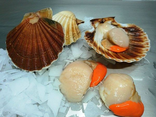 Fresh Scallops from France supplied by PECHERIES LES BRISANTS - Live Frozen Scallop