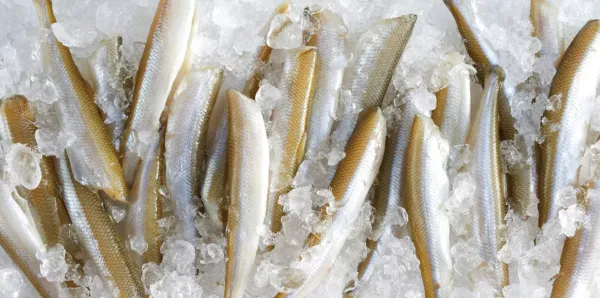 Frozen Smelt from 캐나다 supplied by Great Lakes Food Company Ltd. - Rainbow Smelt (=Osmerus mordax) 냉동 바다빙어
