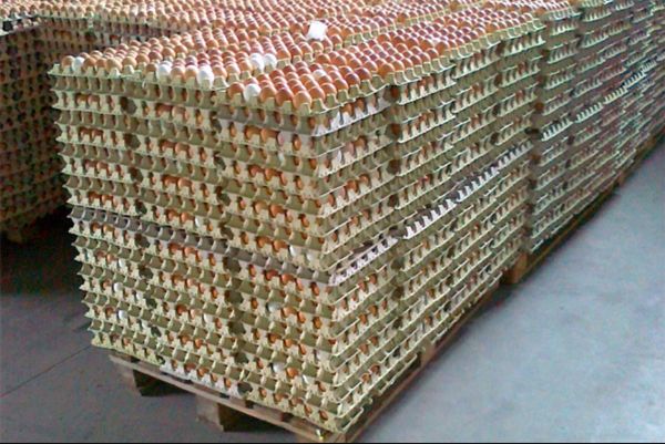 chicken egg from Poland supplied by Ferma Drobiu Ryki - In Shell Chicken Egg