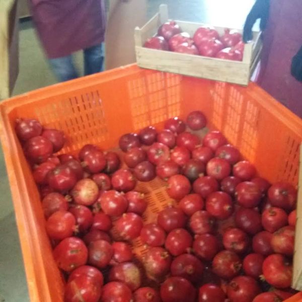 Pomegranate from 포르투갈 supplied by Machado & André, Lda - Red 신선 석류