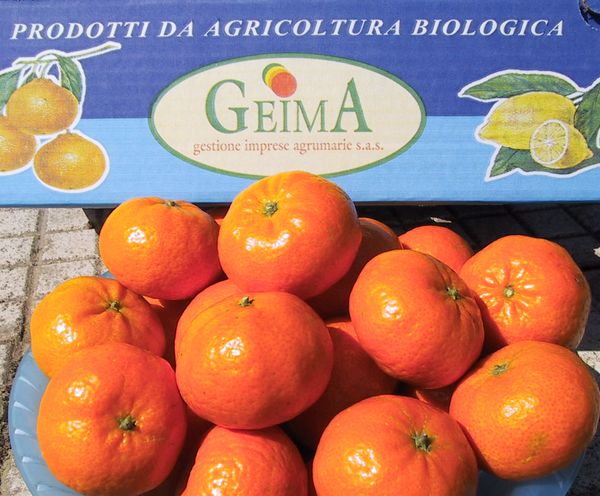 Fresh Orange from Italy supplied by La Geima - Ge.Im.A. srl - Blood Orange - Moro Fresh Orange