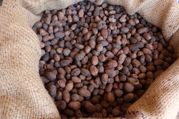 Shea kernel from Togo supplied by Phoenixia Agro Trade - Vitellaria Paradoxical Shea Nut
