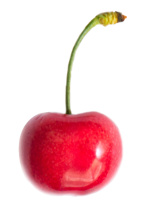 Cherry from 남아프리카공화국 supplied by Stargrow Fruit Marketing - Sweet Cherry - Royal Lee 신선 체리