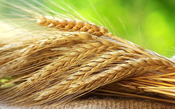 Barley from Russia supplied by LLC Prodimex - Barley