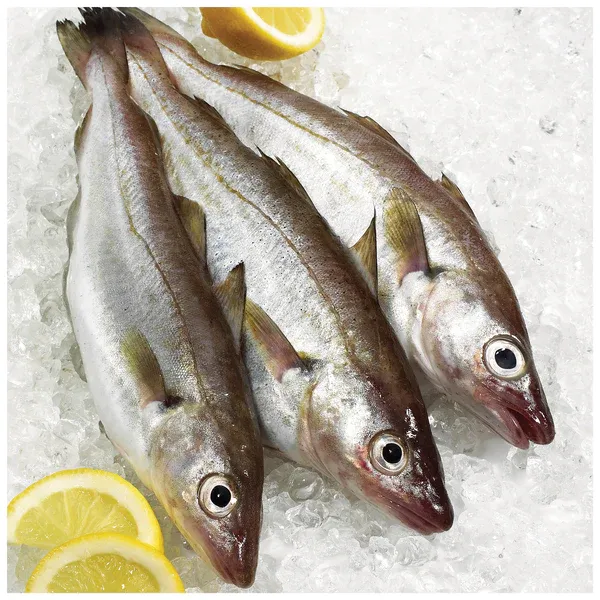 Fresh Whiting from United Kingdom supplied by Colin Fraser Ltd - Whole (=In The Round) Frozen Blue Whiting